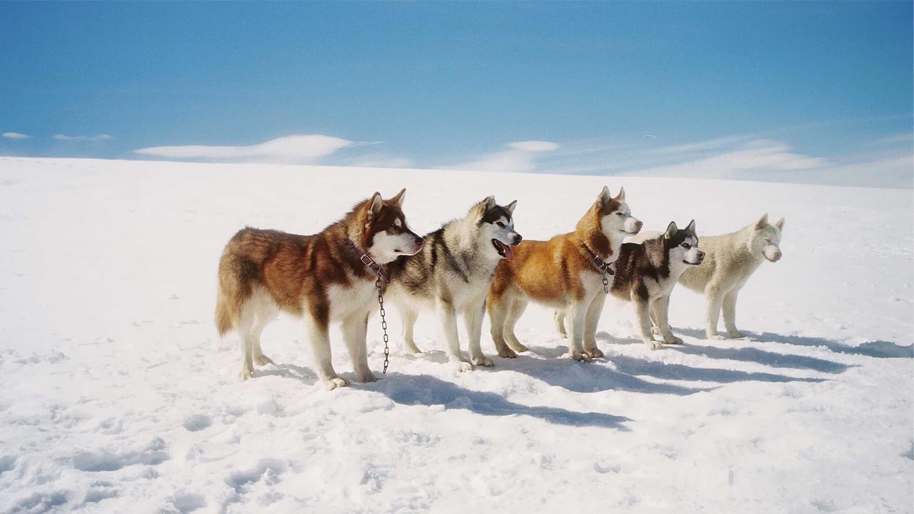 Белый плен
